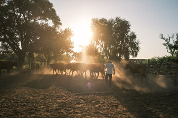 Argentinian gaucho working with cows at sunset