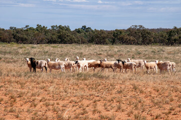 Pooncarie Australia, flock of sheep  in paddock in the outback
