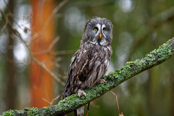 great grey owl (Strix nebulosa) perched on a tree