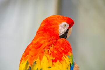 Cute parrot resting on a branch watching its surroundings
