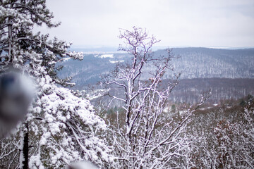 snow covered trees