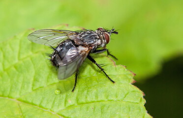 fly on leaf