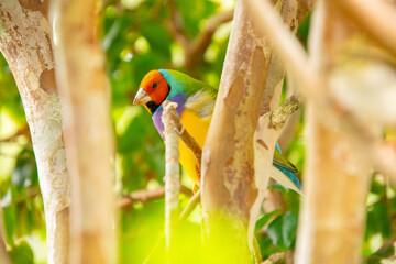 Cute little colorful bird perched on a branch in sunny Florida