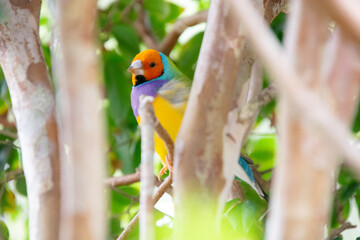 Cute little colorful bird perched on a branch in sunny Florida