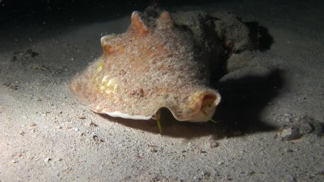 Nice Giant Strombus in close-up underwater on sandy bottom at sea. This world, hidden beneath waves, is place of wonder and amazement.