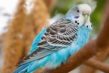Pretty parakeet in an aviary in a protected park in the United States