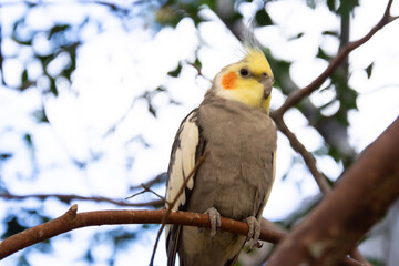 Cute little colorful bird perched on a branch in sunny Florida