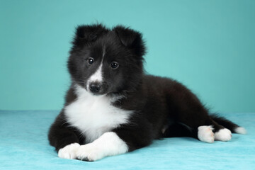 Cute fluffy sheltie puppy on a turquoise background