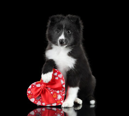 Cute little sheltie puppy with heart shaped box