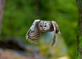 Young little owl (Athene noctua) is flying with prey.