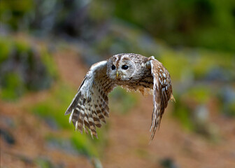 Young little owl (Athene noctua) is flying with prey.