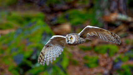 Young little owl (Athene noctua) is flying with prey.