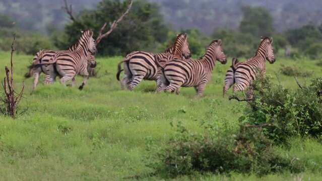 Cheetah cub chasing zebras around