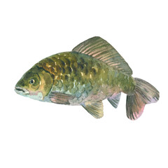 Watercolor illustration, single Crucian fish, carp, animal isolated on a white background .