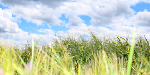 Grain field before harvest