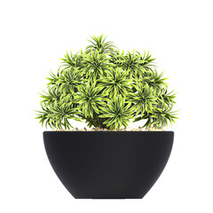 decorative flowers and plants for the interior, isolated on transparent background, 3D illustration, cg render
