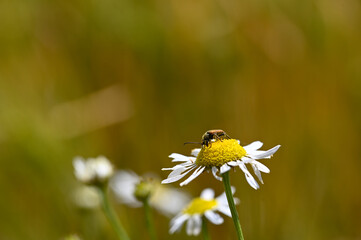 A red-necked beetle on a flower in nature