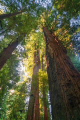 Tree Canopy at Henry Cowell Redwoods State Park