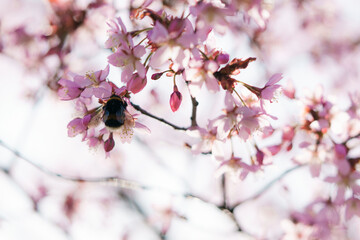 Cherry blossoms and bumblebee on a tree branch in spring