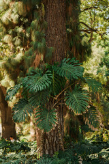 Tropical tree in the park. Green leaves of Monstera