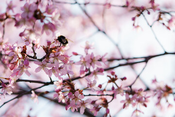 cherry blossom and bee looking for the honey