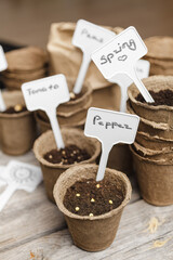 Seeds in a biodegradable peat pots on a wooden background. Tomato, pepper and peas seeds sowing at springtime