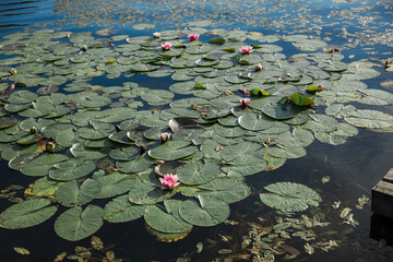 Obraz na płótnie Canvas Pink water lilies on the lake. Shallow depth of field.