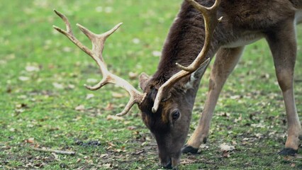 Male European fallow deer (Dama dama) stag in a grassy green field trying to eat purple lighter