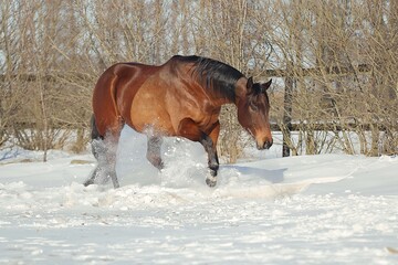 Quarter Horse im Schnee