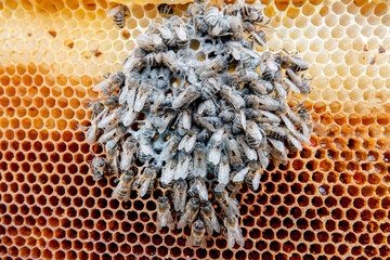 Bienen gestorben im Winter
