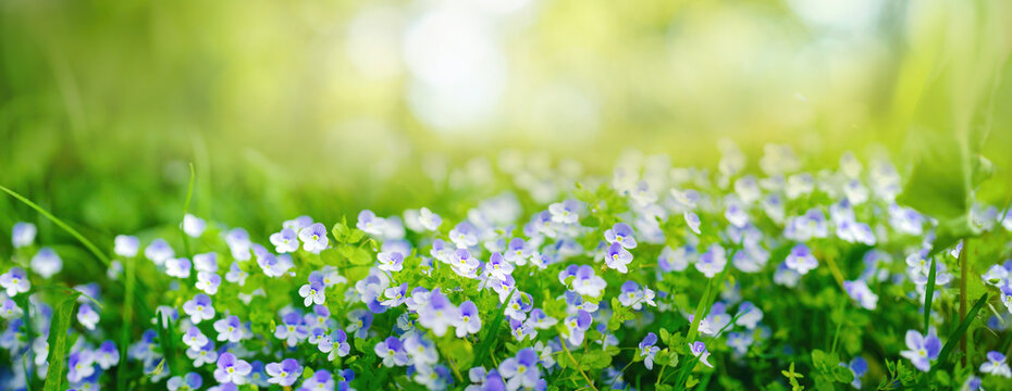 Beautiful tender spring violet white flowers in nature outdoors in form of ultra wide banner format, panorama.