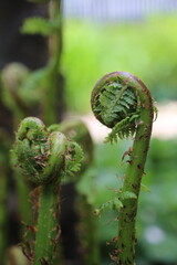 polypodiopsida paproć © Perovskia