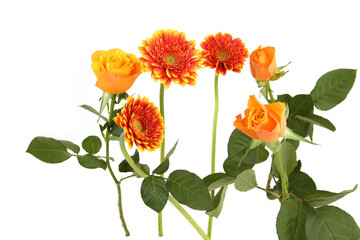Obraz premium Gerberas and Roses isolated on white background. Arrangement of orange flowers with leaves.