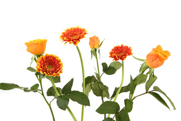 Gerberas and Roses isolated on white background. Arrangement of orange flowers with leaves.