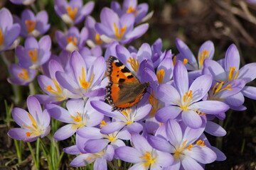 In February 2023 the butterfly Small Fox is already on the blossomed crocuses