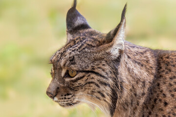 Naklejka premium portrait of an adult Iberian Lynx