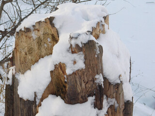 Cut tree trunk lying on snowy ground, showcasing natural textures and winter atmosphere. Rustic forest scene with fresh snow and weathered wood details.