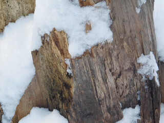 Cut tree trunk lying on snowy ground, showcasing natural textures and winter atmosphere. Rustic forest scene with fresh snow and weathered wood details.