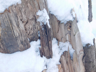 Cut tree trunk lying on snowy ground, showcasing natural textures and winter atmosphere. Rustic forest scene with fresh snow and weathered wood details.