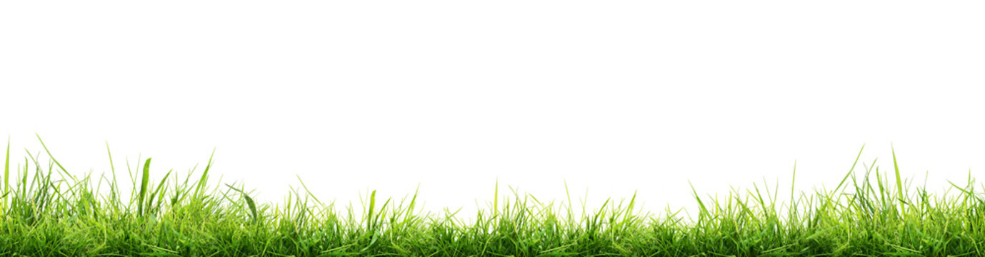 Hi Resolution image of Fresh green grass isolated against a transparent background