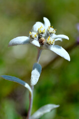 Closeup of single edelweiss flower (Leontopodium alpinum) in french Alps at La Plagne, Savoie department.