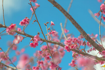 Cherry trees in full bloom on a tree-lined avenue with a sky in the spring background.