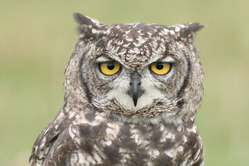 A portrait of a Spotted Eagle-Owl looking at the photographer
