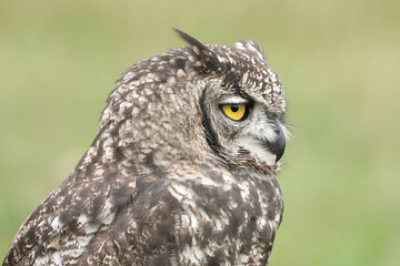 A portrait of a Spotted Eagle-Owl
