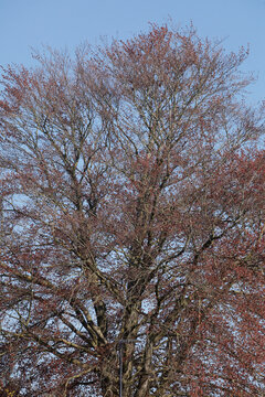Rotes Laub an an einer Rotbuche im Fr&uuml;hling, Deutschland