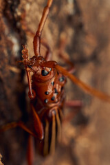 Red Drill Chydarteres striatus perched in a tree.
