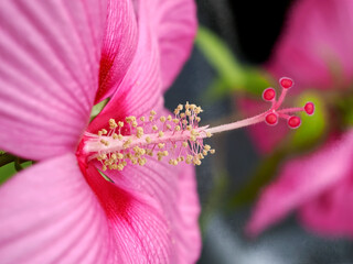 Macro of pink hibiscus flower view of front in French garden
