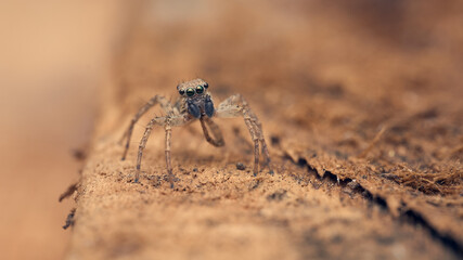Details of a Jumper spider perched on a brown branch.