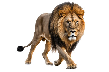 lion isolated on white, ai generated