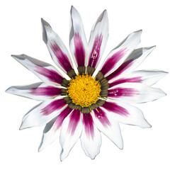 fleur aux pétales blanc et mauve sur fond transparent